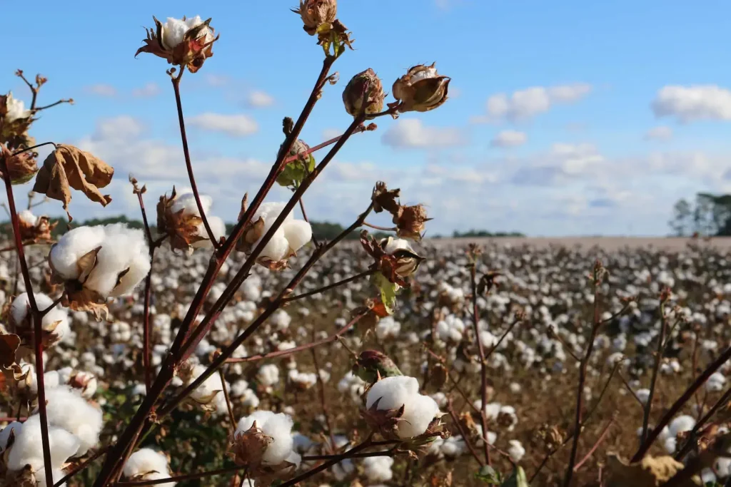 GOTS certified organic cotton clothing manufacturer